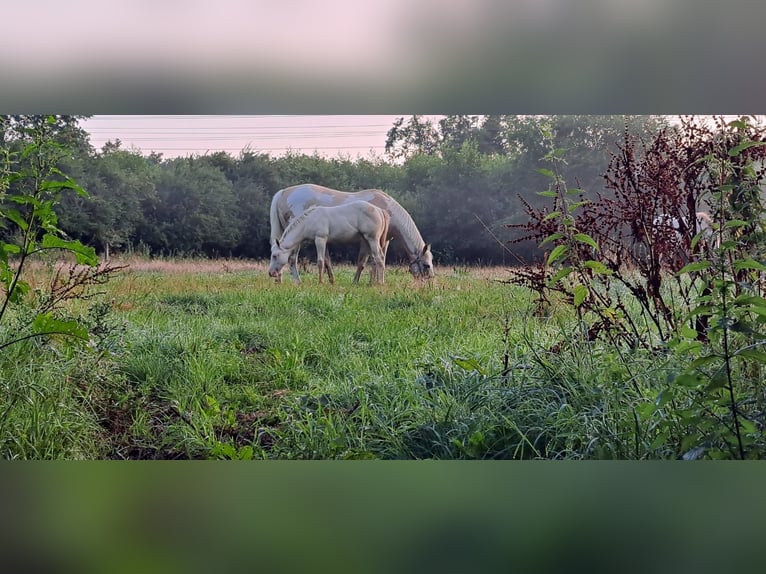 Paint Horse Giumenta Puledri (04/2025) in Ratekau