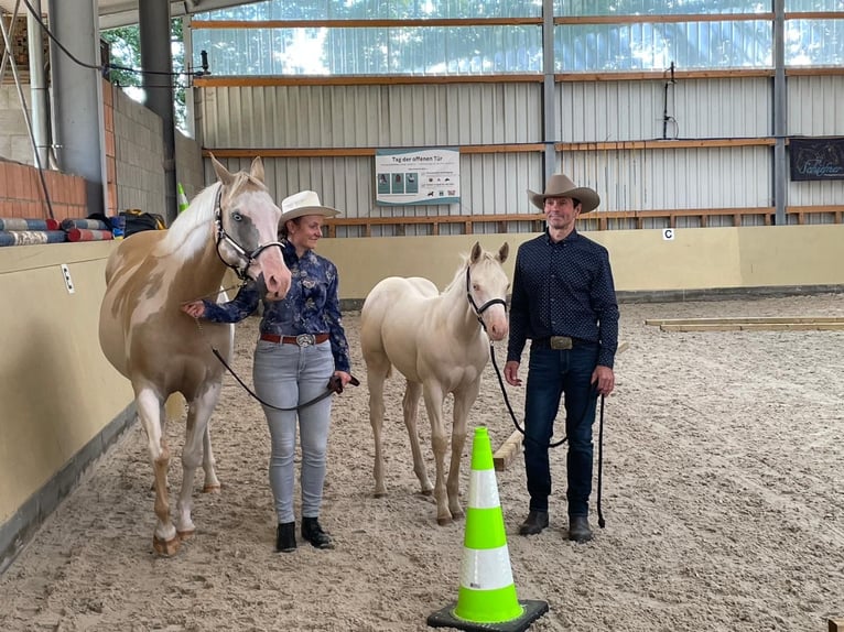 Paint Horse Giumenta Puledri (04/2025) in Ratekau