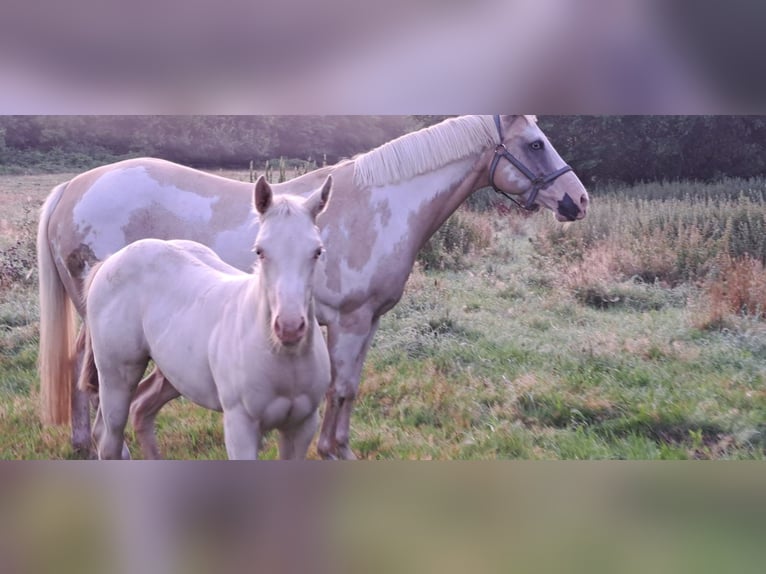 Paint Horse Giumenta Puledri (04/2025) in Ratekau