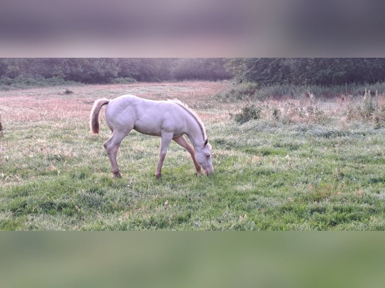 Paint Horse Giumenta Puledri (04/2025) in Ratekau