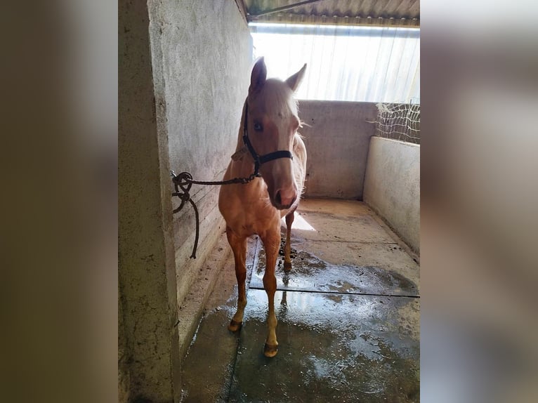 Paint Horse Giumenta  Palomino in thilleux