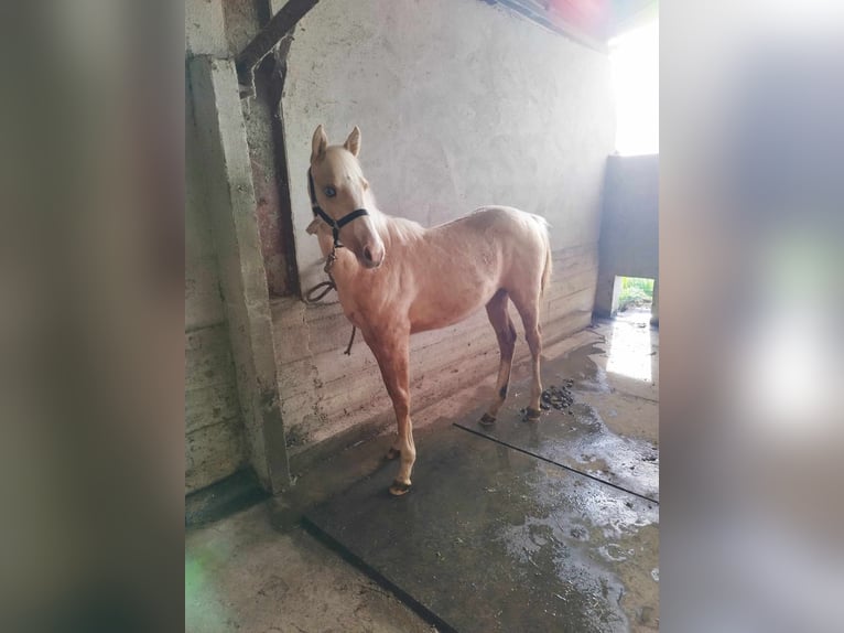 Paint Horse Giumenta  Palomino in thilleux