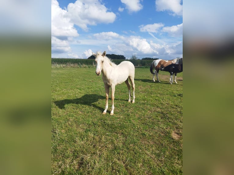 Paint Horse Giumenta Puledri (01/2024) Palomino in thilleux