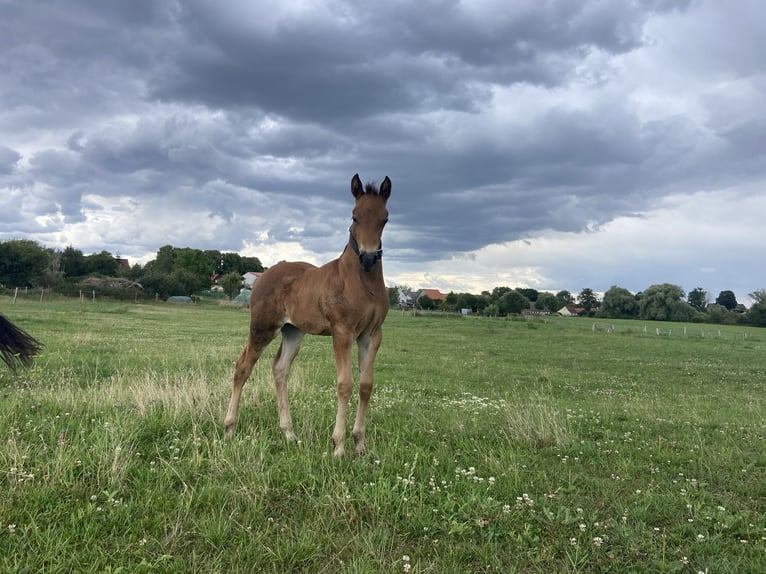 Paint Horse Mix Giumenta Puledri (03/2024) Pelle di daino in Schwedt/Oder