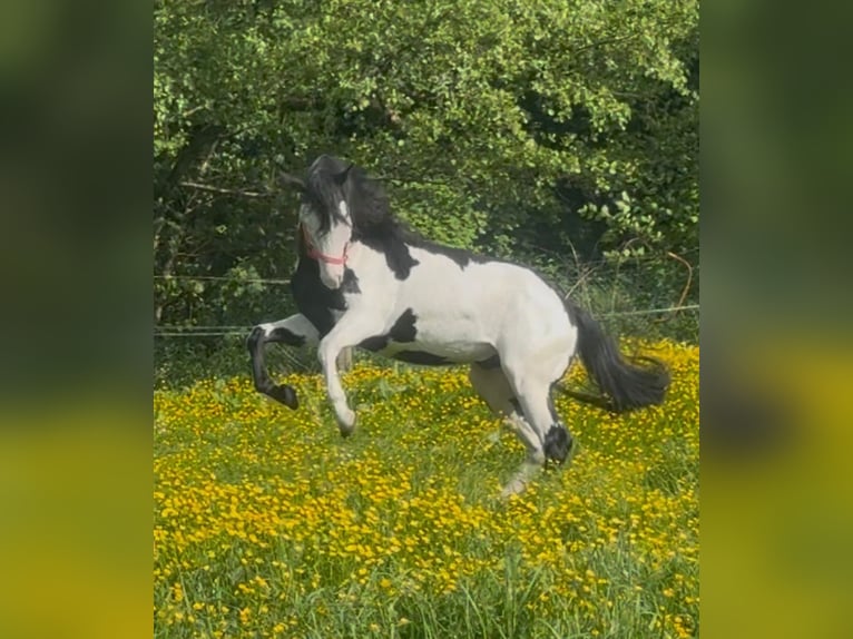 Paint Horse Hengst 10 Jahre 155 cm Overo-alle-Farben in MuchMuch