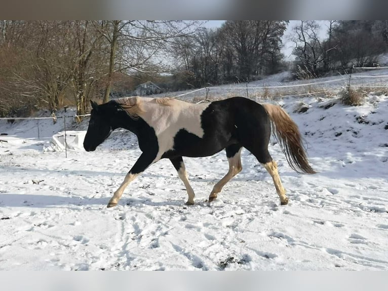 Paint Horse Hengst 15 Jaar 154 cm Tobiano-alle-kleuren in Reichenbach-Steegen