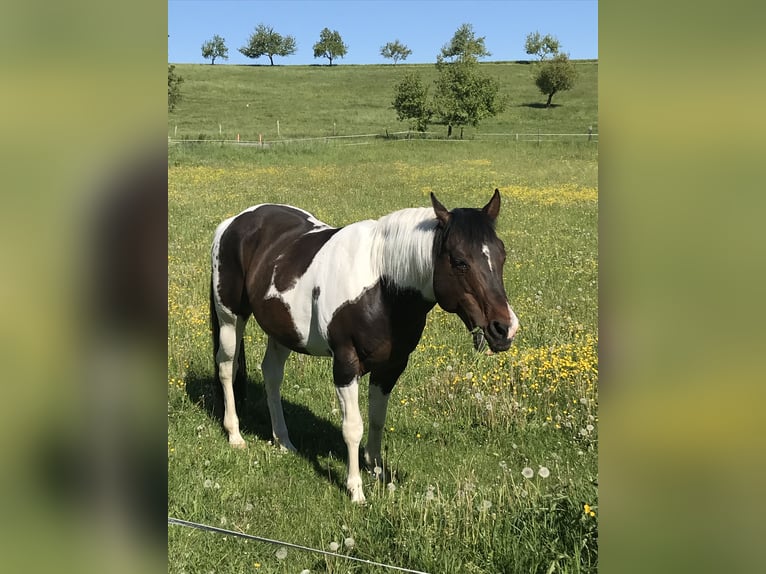 Paint Horse Hengst 15 Jahre 148 cm Tobiano-alle-Farben in Buchen (Odenwald)Buchen