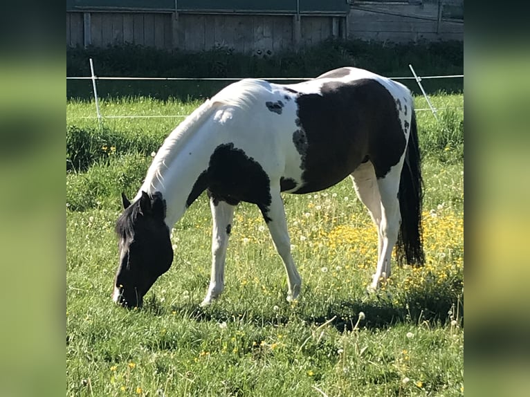 Paint Horse Hengst 15 Jahre 148 cm Tobiano-alle-Farben in Buchen (Odenwald)Buchen