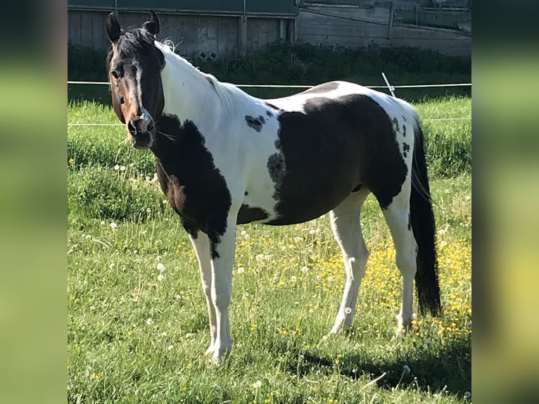 Paint Horse Hengst 15 Jahre 148 cm Tobiano-alle-Farben in Buchen (Odenwald)Buchen