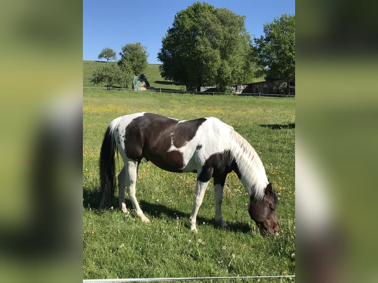 Paint Horse Hengst 15 Jahre 148 cm Tobiano-alle-Farben in Buchen (Odenwald)Buchen