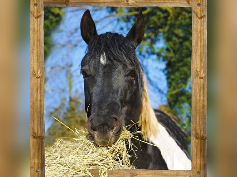 Paint Horse Hengst 15 Jahre 154 cm Tobiano-alle-Farben in Reichenbach-Steegen