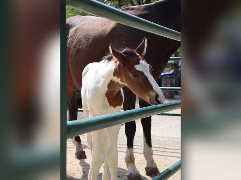 Paint Horse Mix Hengst 1 Jaar 140 cm Gevlekt-paard in Loipersbach im Burgenland