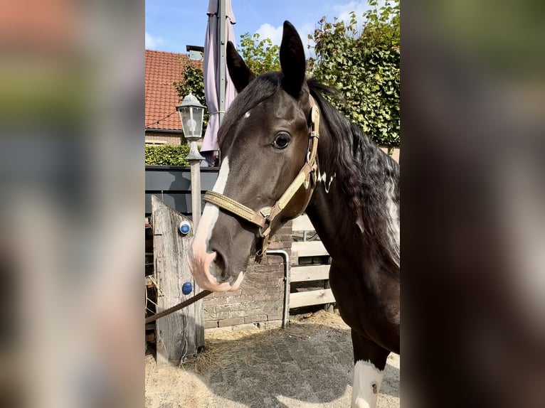 Paint Horse Hengst 1 Jaar 140 cm Gevlekt-paard in Barneveld