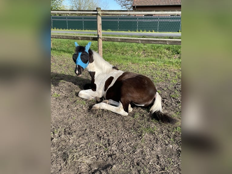 Paint Horse Mix Hengst 1 Jaar 140 cm Gevlekt-paard in Rheine