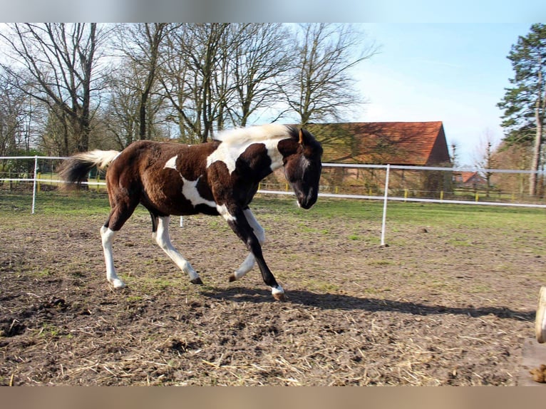 Paint Horse Mix Hengst 1 Jaar 140 cm Gevlekt-paard in Rheine