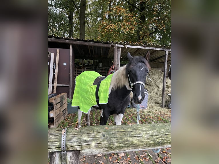 Paint Horse Mix Hengst 1 Jaar 140 cm Gevlekt-paard in Rheine