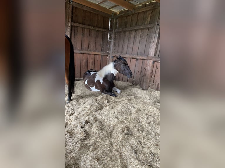 Paint Horse Mix Hengst 1 Jaar 140 cm Gevlekt-paard in Rheine