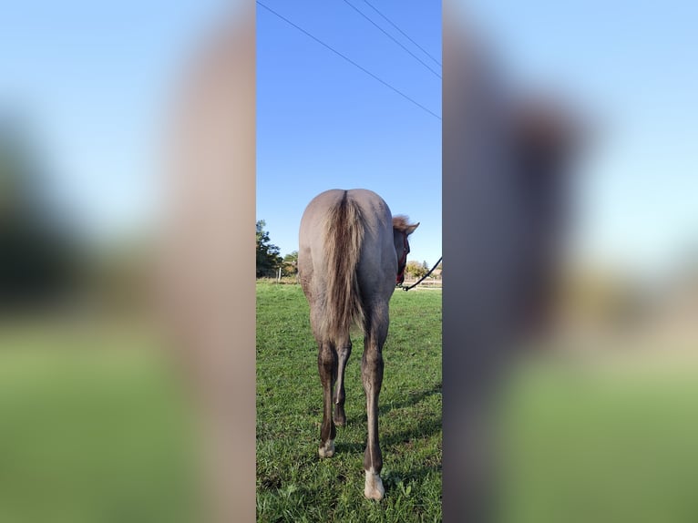 Paint Horse Hengst 1 Jaar 145 cm Grullo in Perkáta