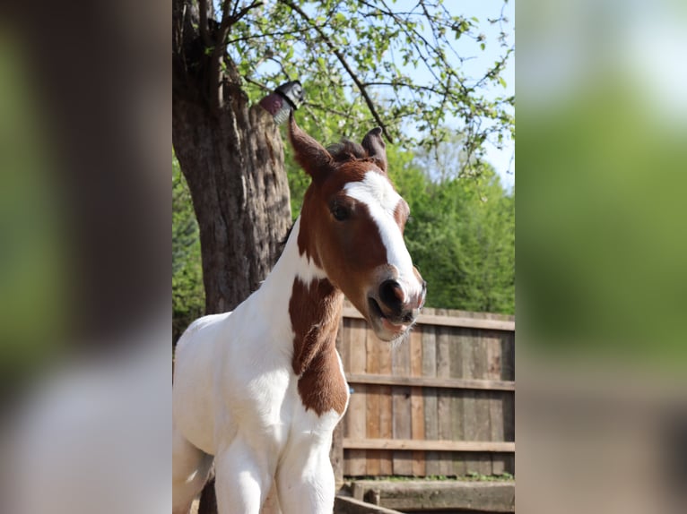 Paint Horse Mix Hengst 1 Jaar 147 cm Gevlekt-paard in Schönau an der Triesting