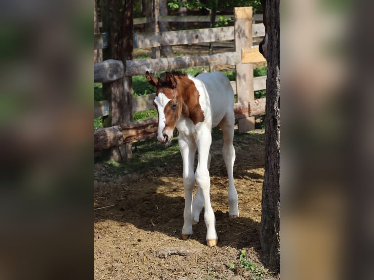 Paint Horse Mix Hengst 1 Jaar 147 cm Gevlekt-paard in Schönau an der Triesting