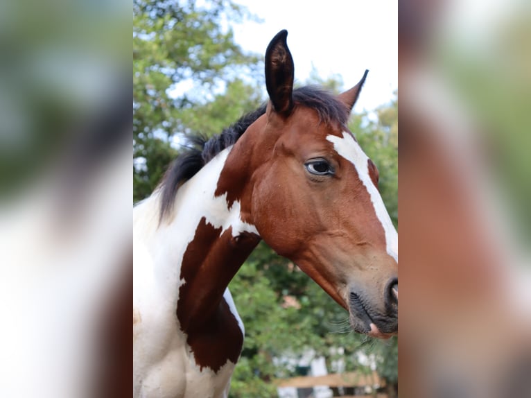 Paint Horse Mix Hengst 1 Jaar 147 cm Gevlekt-paard in Schönau an der Triesting