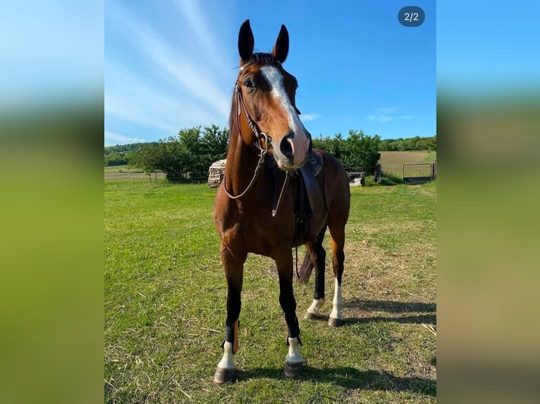 Paint Horse Mix Hengst 1 Jaar 147 cm Gevlekt-paard in Schönau an der Triesting