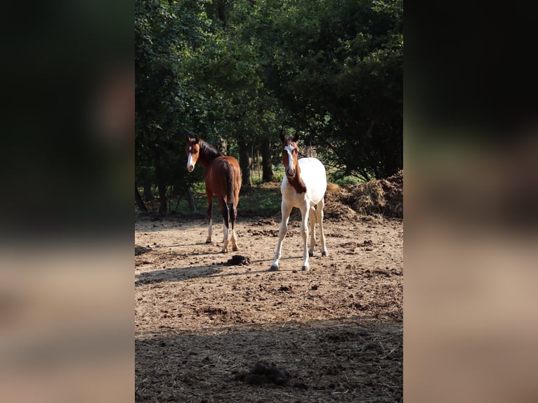 Paint Horse Mix Hengst 1 Jaar 147 cm Gevlekt-paard in Schönau an der Triesting