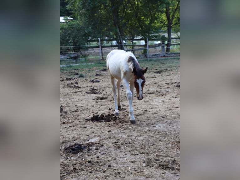 Paint Horse Mix Hengst 1 Jaar 147 cm Gevlekt-paard in Schönau an der Triesting