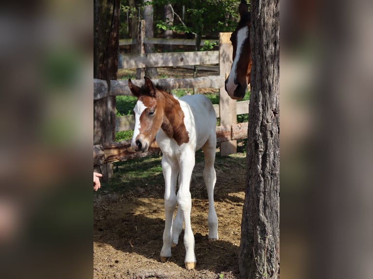 Paint Horse Mix Hengst 1 Jaar 147 cm Gevlekt-paard in Schönau an der Triesting