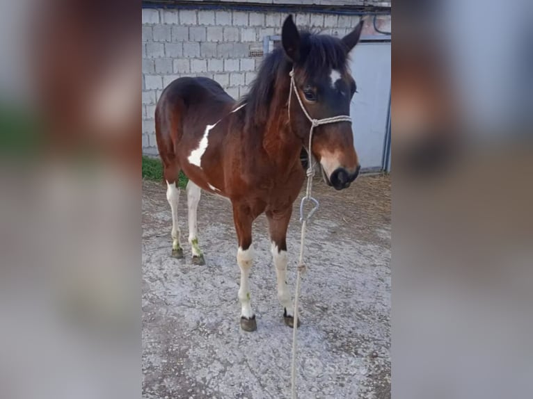 Paint Horse Mix Hengst 1 Jaar 148 cm Gevlekt-paard in Jelsi