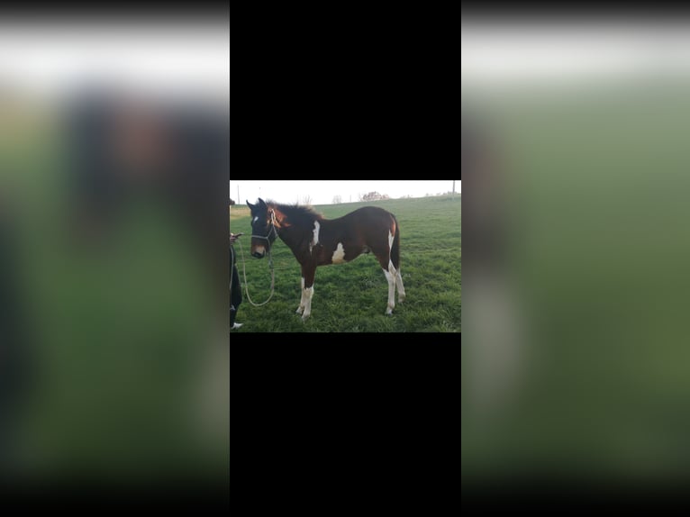 Paint Horse Mix Hengst 1 Jaar 148 cm Gevlekt-paard in Jelsi