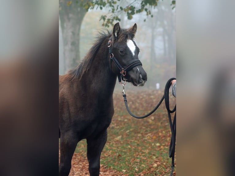 Paint Horse Hengst 1 Jaar 148 cm Zwart in Hellenthal