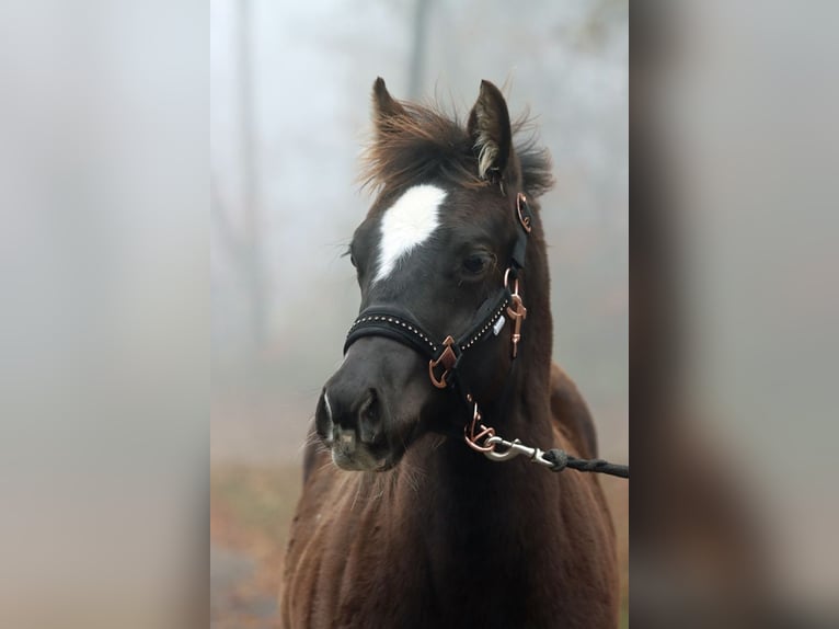 Paint Horse Hengst 1 Jaar 148 cm Zwart in Hellenthal