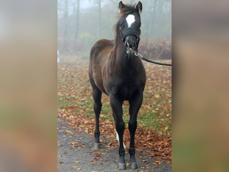 Paint Horse Hengst 1 Jaar 148 cm Zwart in Hellenthal