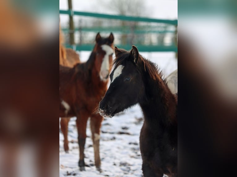 Paint Horse Hengst 1 Jaar 148 cm Zwart in Hellenthal