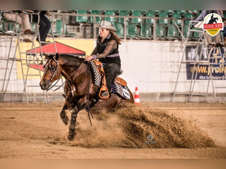 Paint Horse Hengst 1 Jaar 150 cm Bruin in Losheim am See