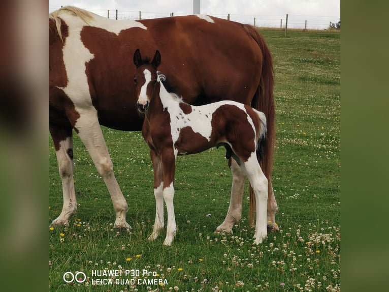 Paint Horse Hengst 1 Jaar 150 cm Gevlekt-paard in BETTELDORF