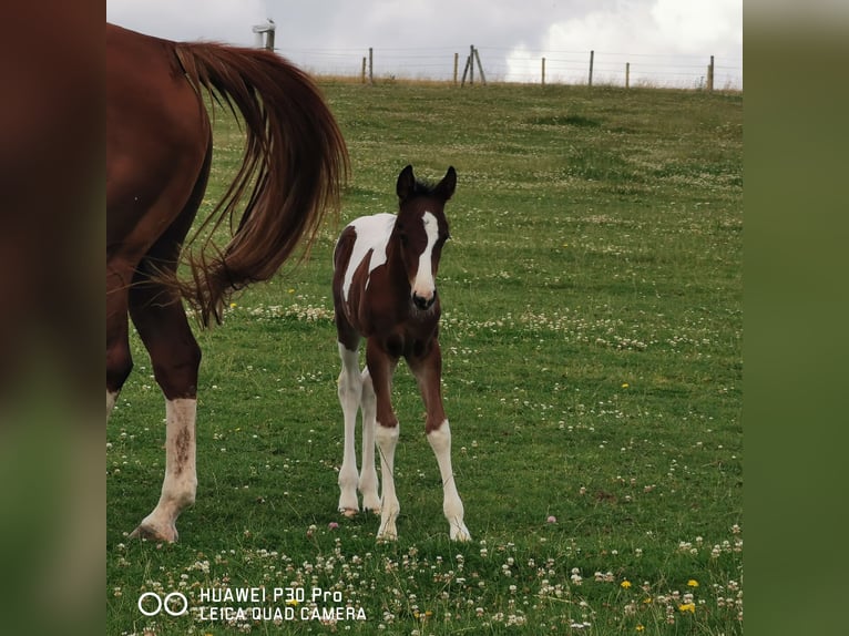 Paint Horse Hengst 1 Jaar 150 cm Gevlekt-paard in BETTELDORF