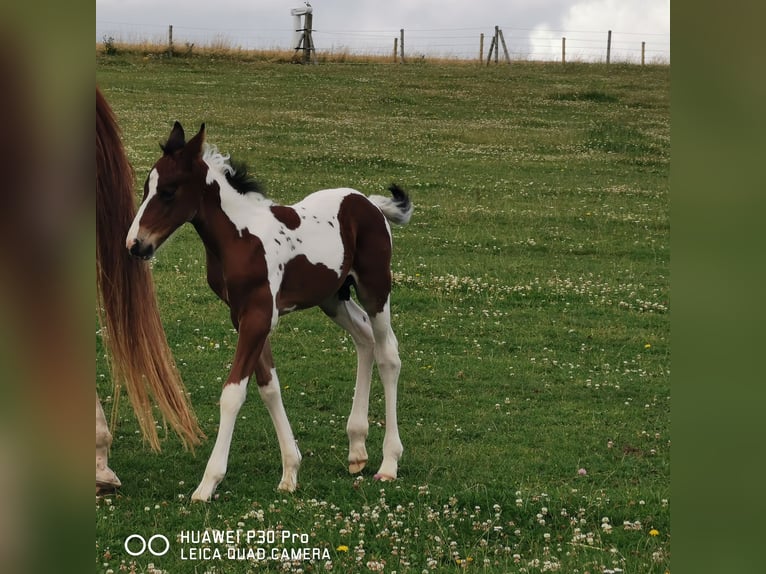 Paint Horse Hengst 1 Jaar 150 cm Gevlekt-paard in BETTELDORF