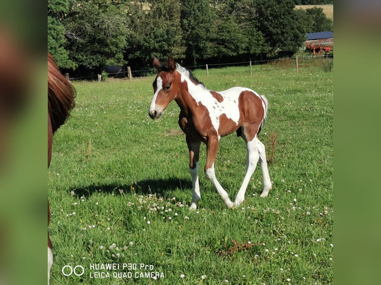 Paint Horse Hengst 1 Jaar 150 cm Gevlekt-paard in BETTELDORF