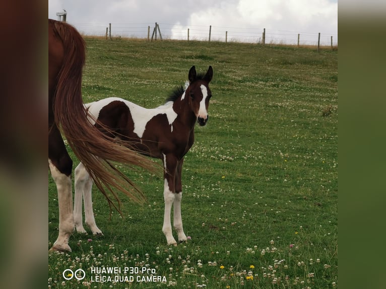 Paint Horse Hengst 1 Jaar 150 cm Gevlekt-paard in BETTELDORF