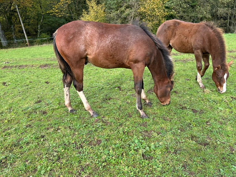 Paint Horse Hengst 1 Jaar 150 cm Gevlekt-paard in Nohfelden