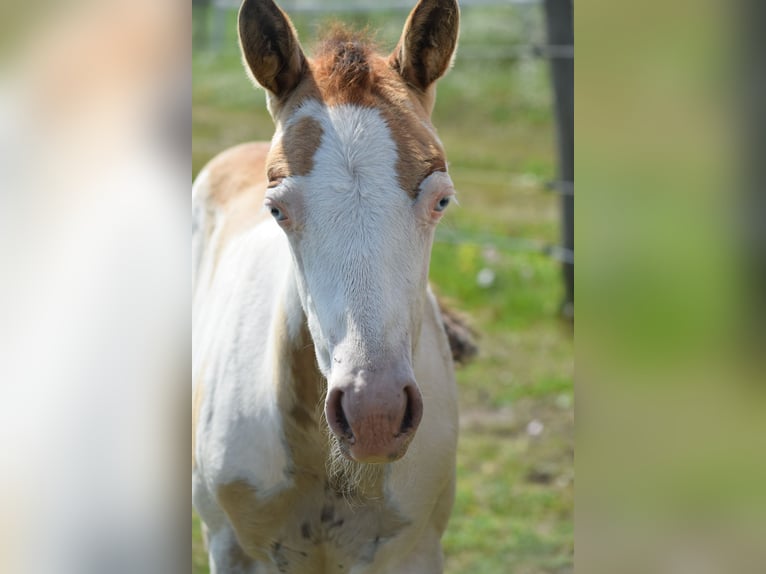 Paint Horse Hengst 1 Jaar 150 cm Overo-alle-kleuren in Dorog