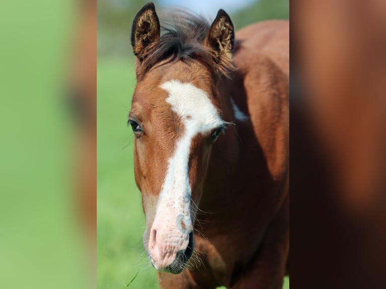 Paint Horse Hengst 1 Jaar 150 cm Overo-alle-kleuren in Hellenthal