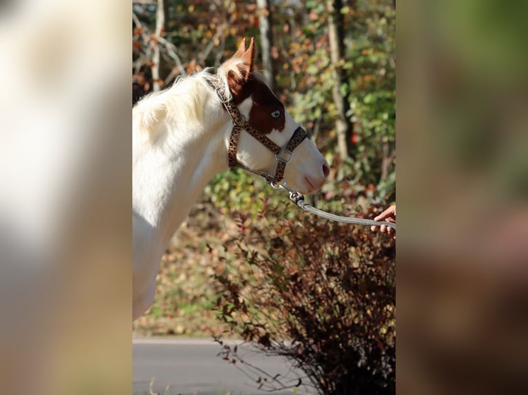 Paint Horse Hengst 1 Jaar 150 cm Overo-alle-kleuren in Hellenthal