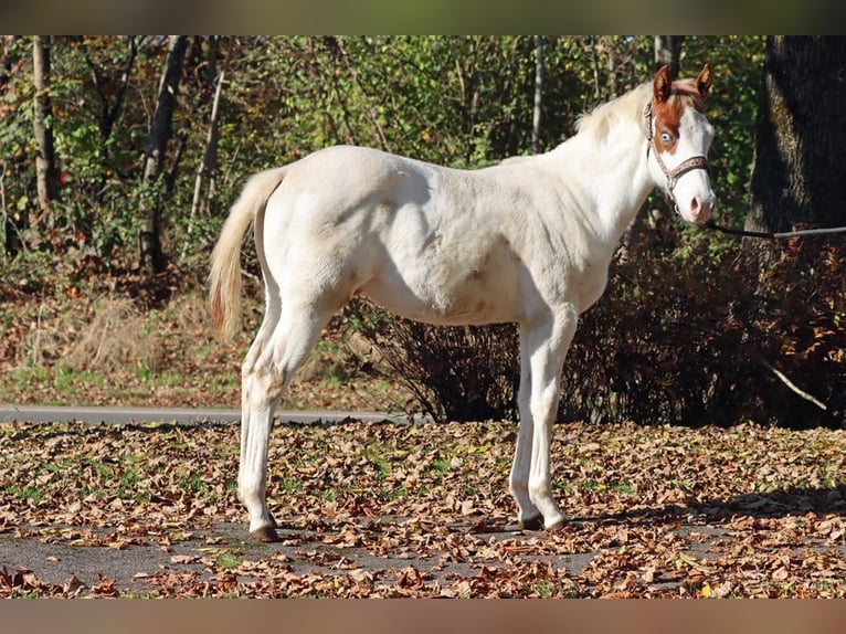 Paint Horse Hengst 1 Jaar 150 cm Overo-alle-kleuren in Hellenthal