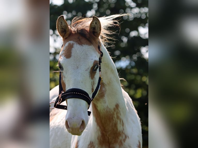 Paint Horse Hengst 1 Jaar 150 cm Overo-alle-kleuren in Hellenthal