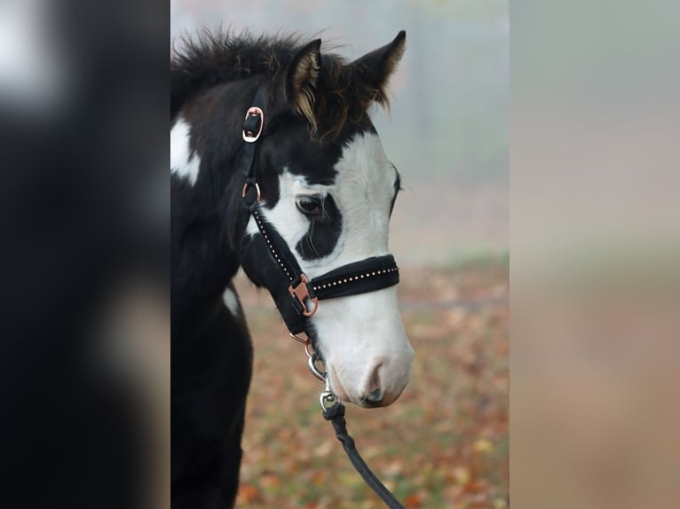 Paint Horse Hengst 1 Jaar 150 cm Overo-alle-kleuren in Hellenthal