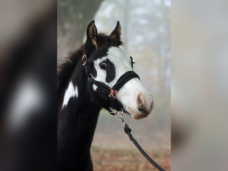 Paint Horse Hengst 1 Jaar 150 cm Overo-alle-kleuren in Hellenthal