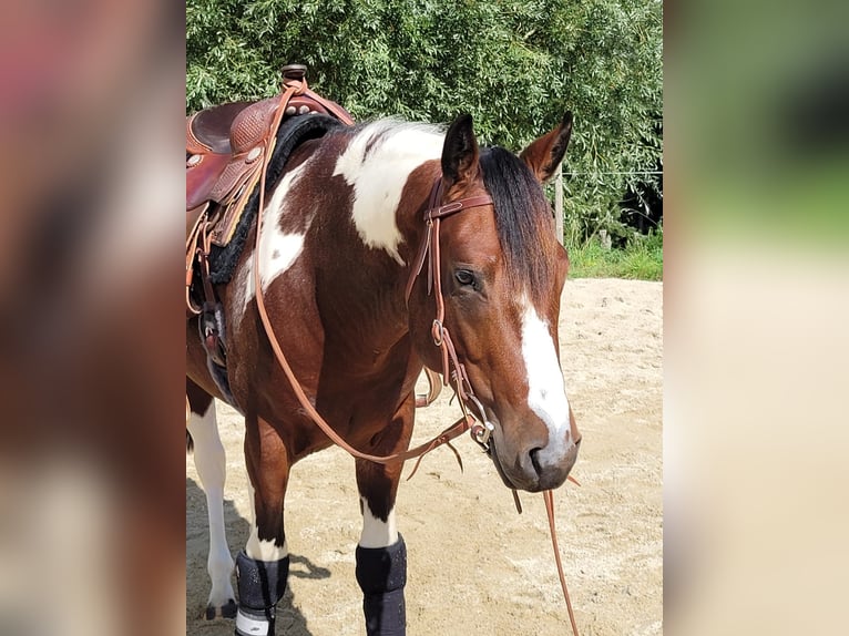 Paint Horse Hengst 1 Jaar 150 cm Palomino in Bindlach